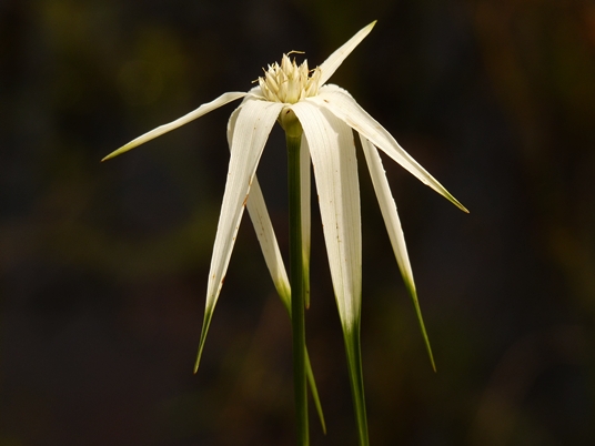 {Rhynchospora colorata}